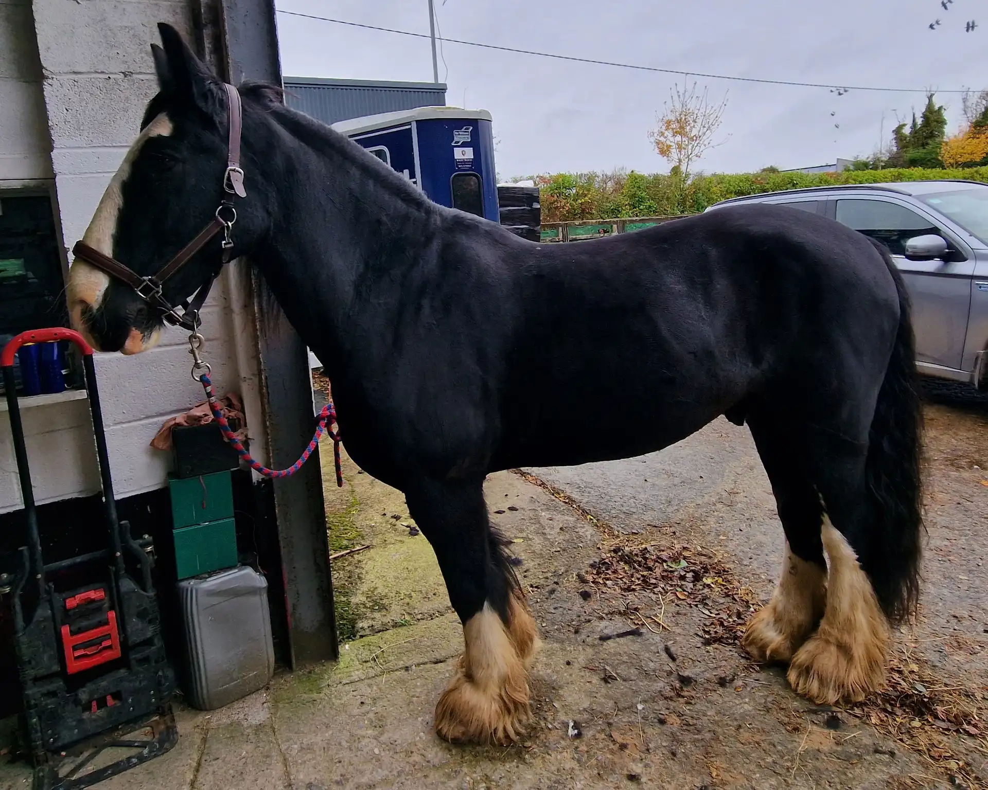 Dunsink Prince - Media (Unknown)