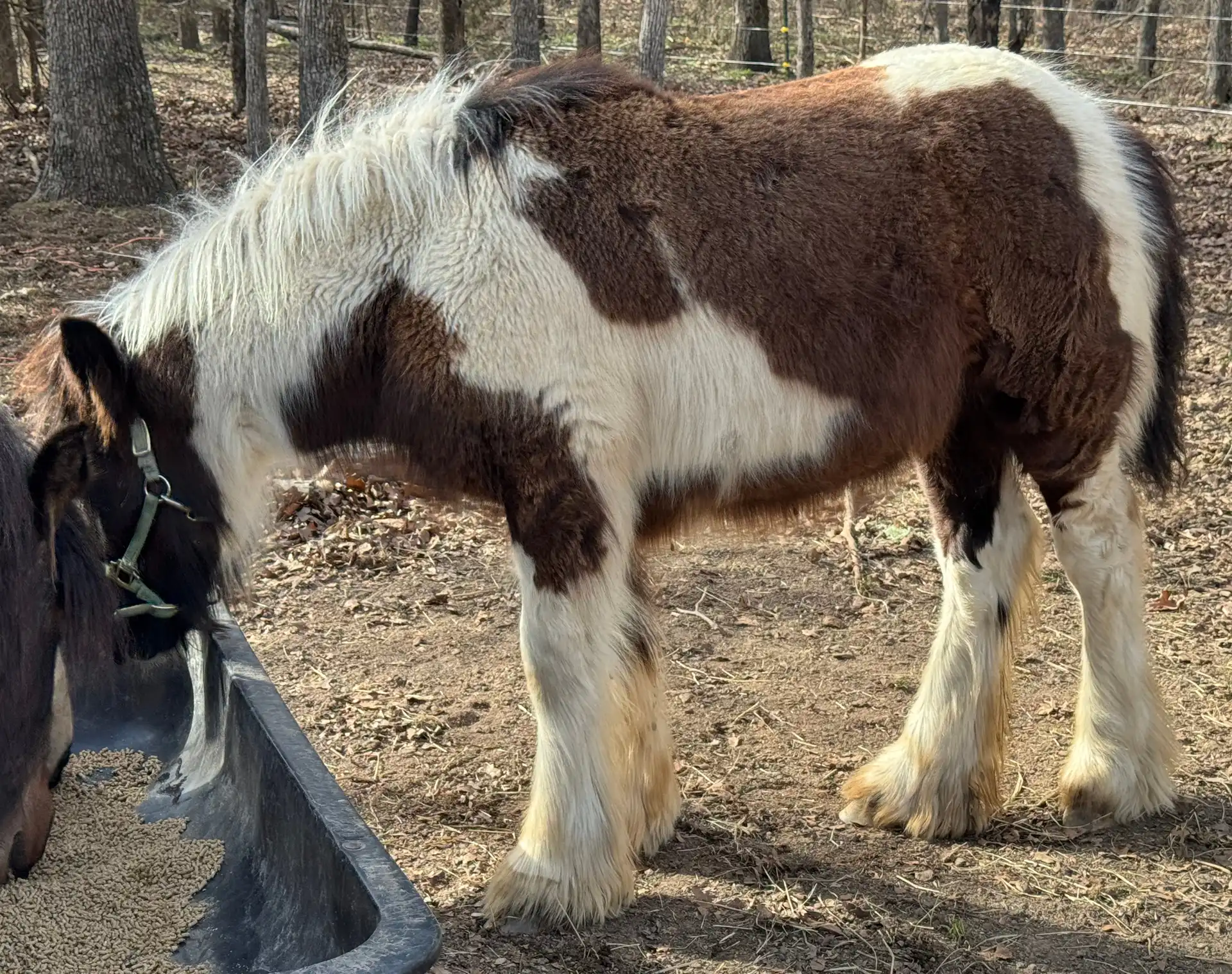 BR Tilly’s Lil Rusty Moonshine - Media (Unknown)