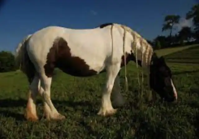 Verbal Pedigree - Media (1844)