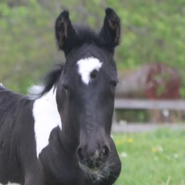 FVF Liam - Media (Unknown)