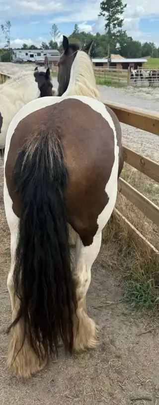 FLF Smokin Gun & Lace - Media (Unknown)