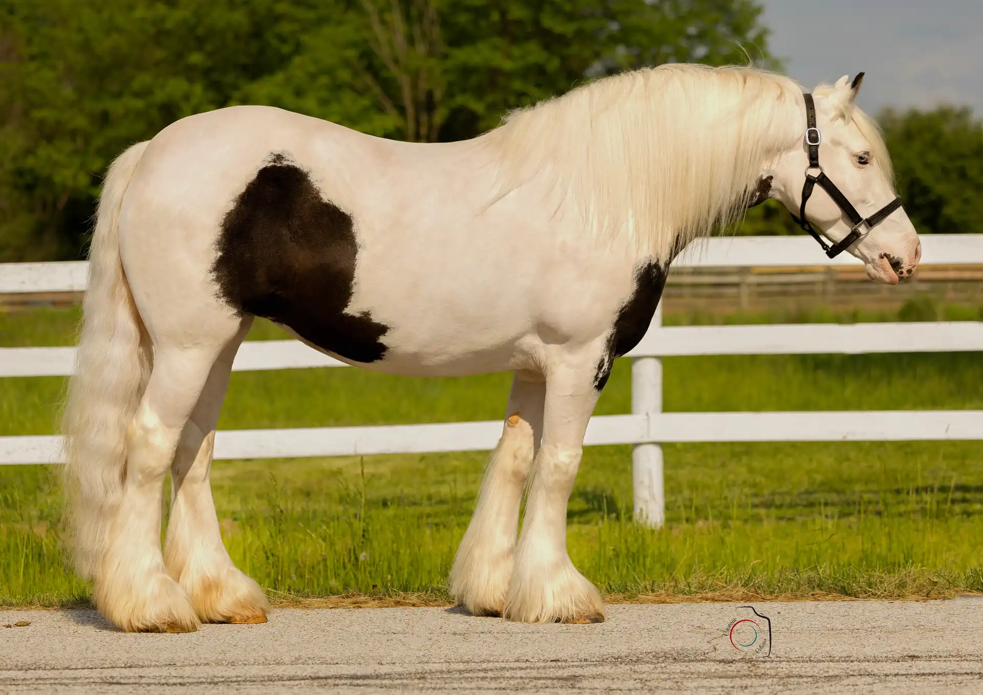 Feathered Meadows Legacy - Media (Unknown)