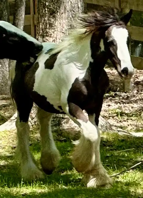 FLF McDreamy’s Endurance - Media (Unknown)