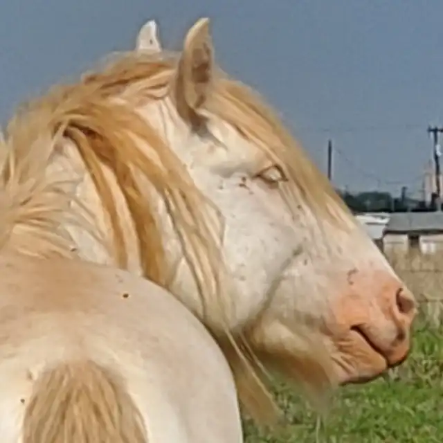 California Kid - Media (Unknown)