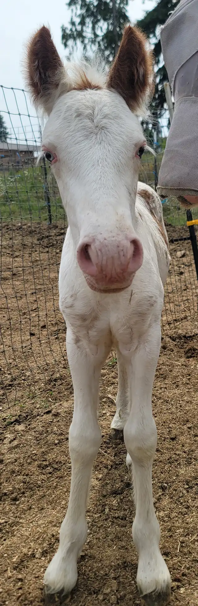 Divine Meadows  Little Leroy - Media (Unknown)