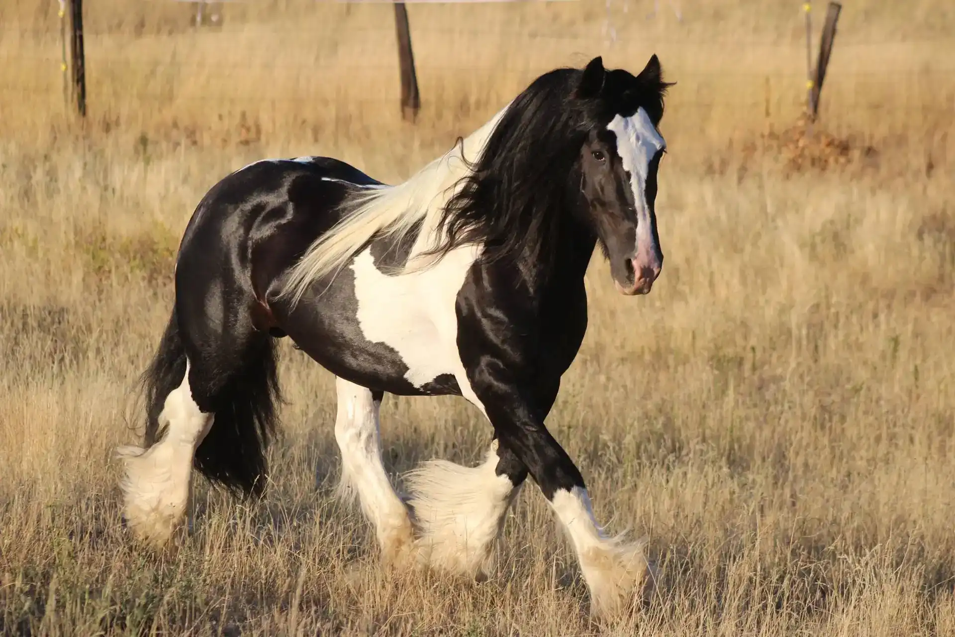 Verbal Pedigree - Media (2117)