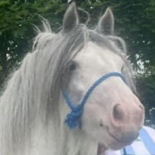 Moneyglen Thunder Blue Boy - Media (Unknown)