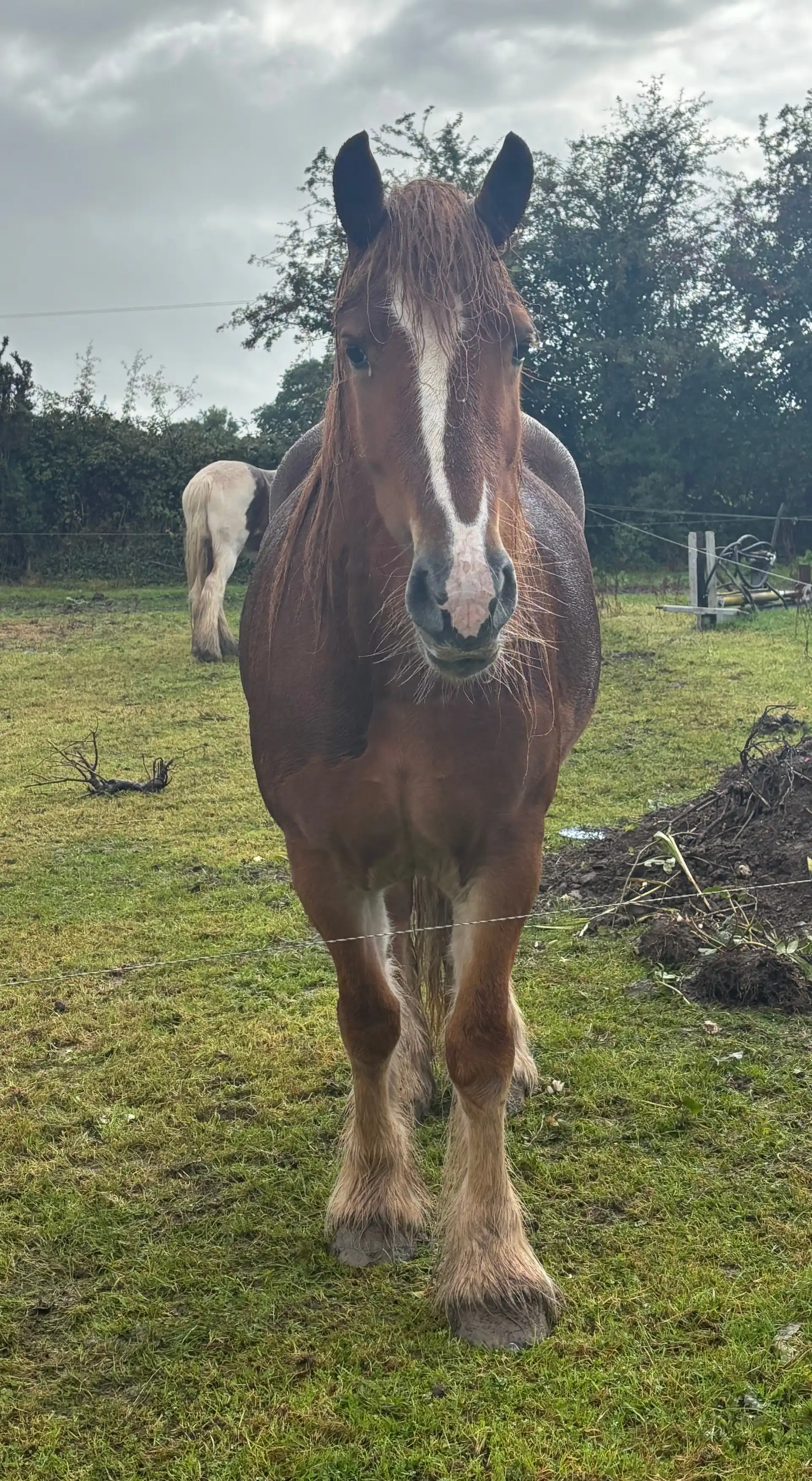 Ruby - Media (Unknown)