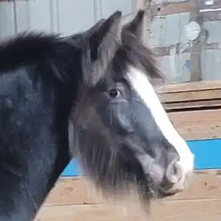 SSR Ladys Mirror Image - Media (Unknown)