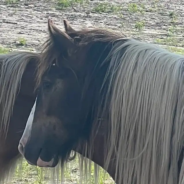 FLF McDreamy’s Endurance - Media (Unknown)