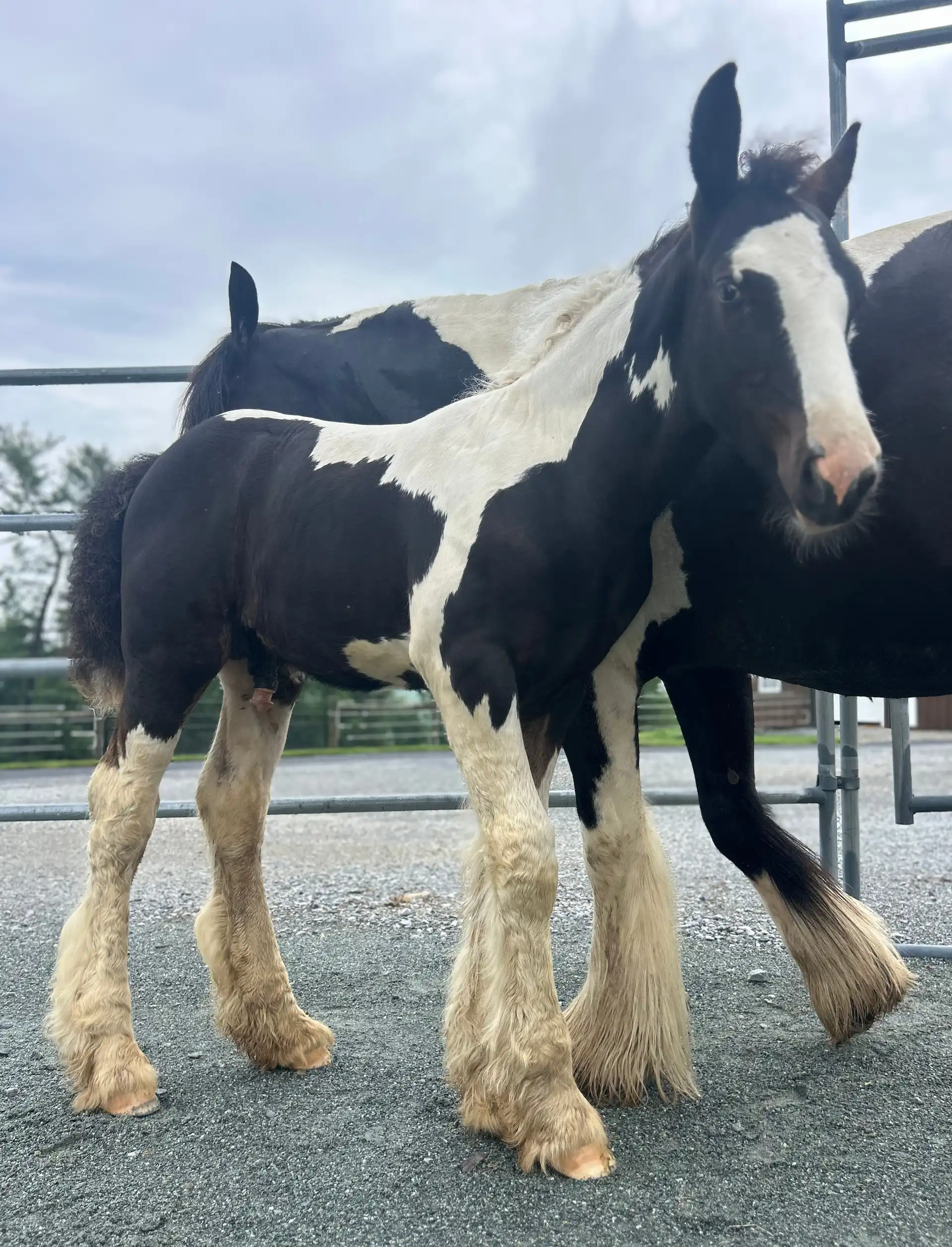 Ddv Merlin the Spellcaster of Alapocas - Media (Unknown)