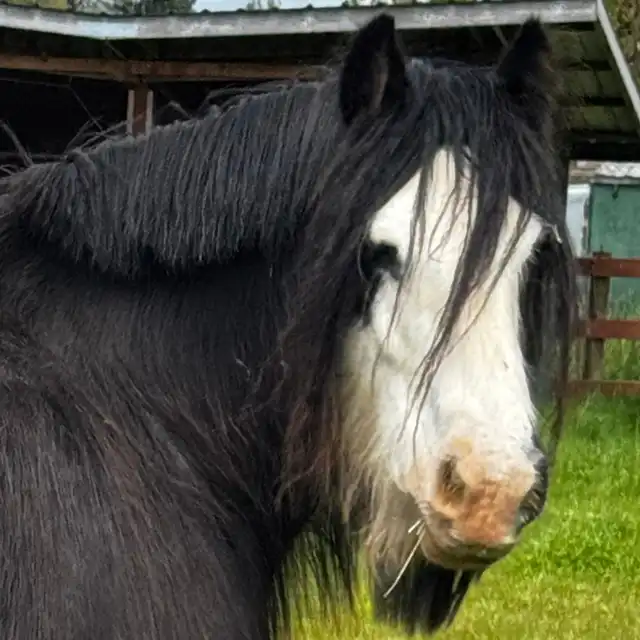 SD Kohls Streetfighters Dream - Media (Unknown)