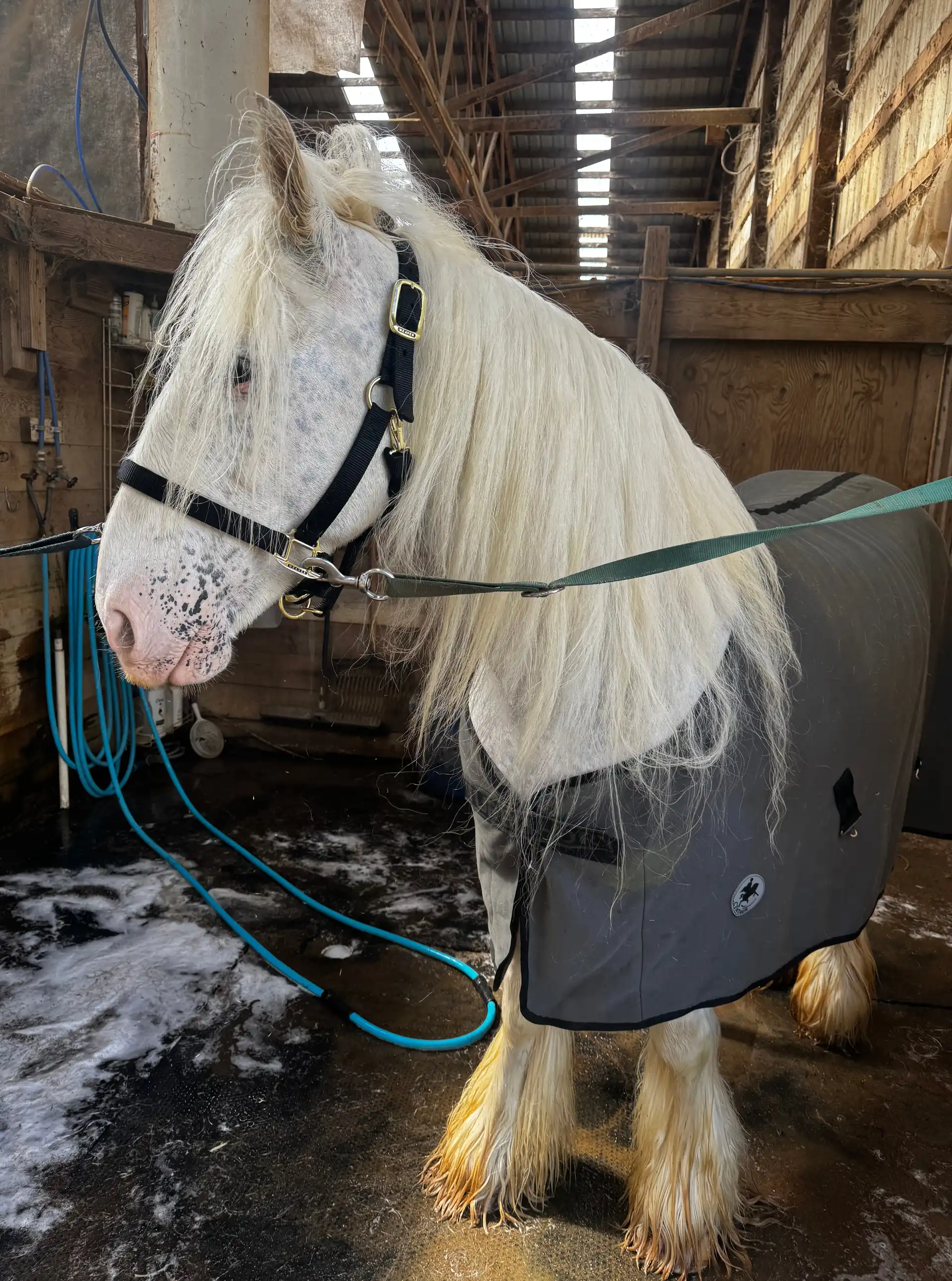 SD Connie’s Babe - Media (Unknown)