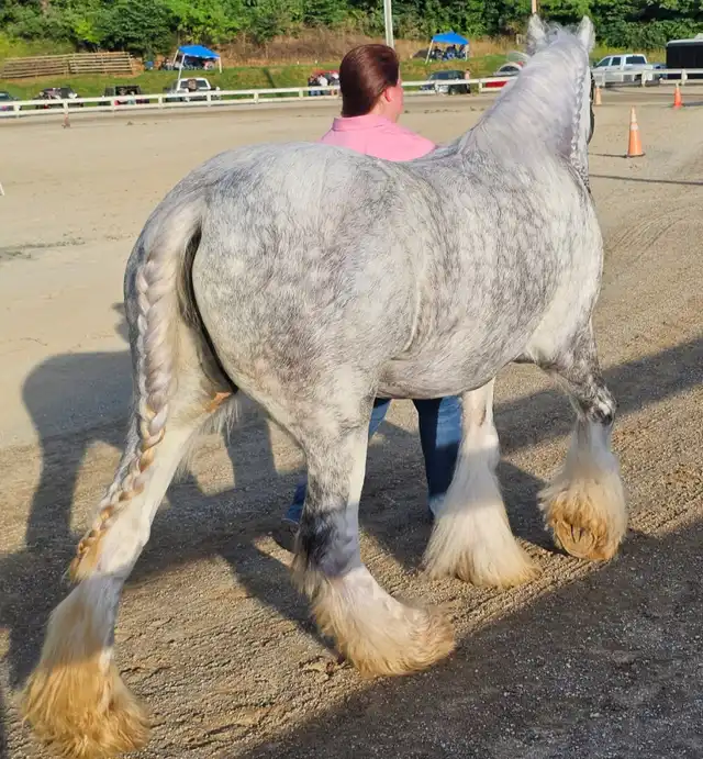 PSR She's a Lady - Media (Unknown)