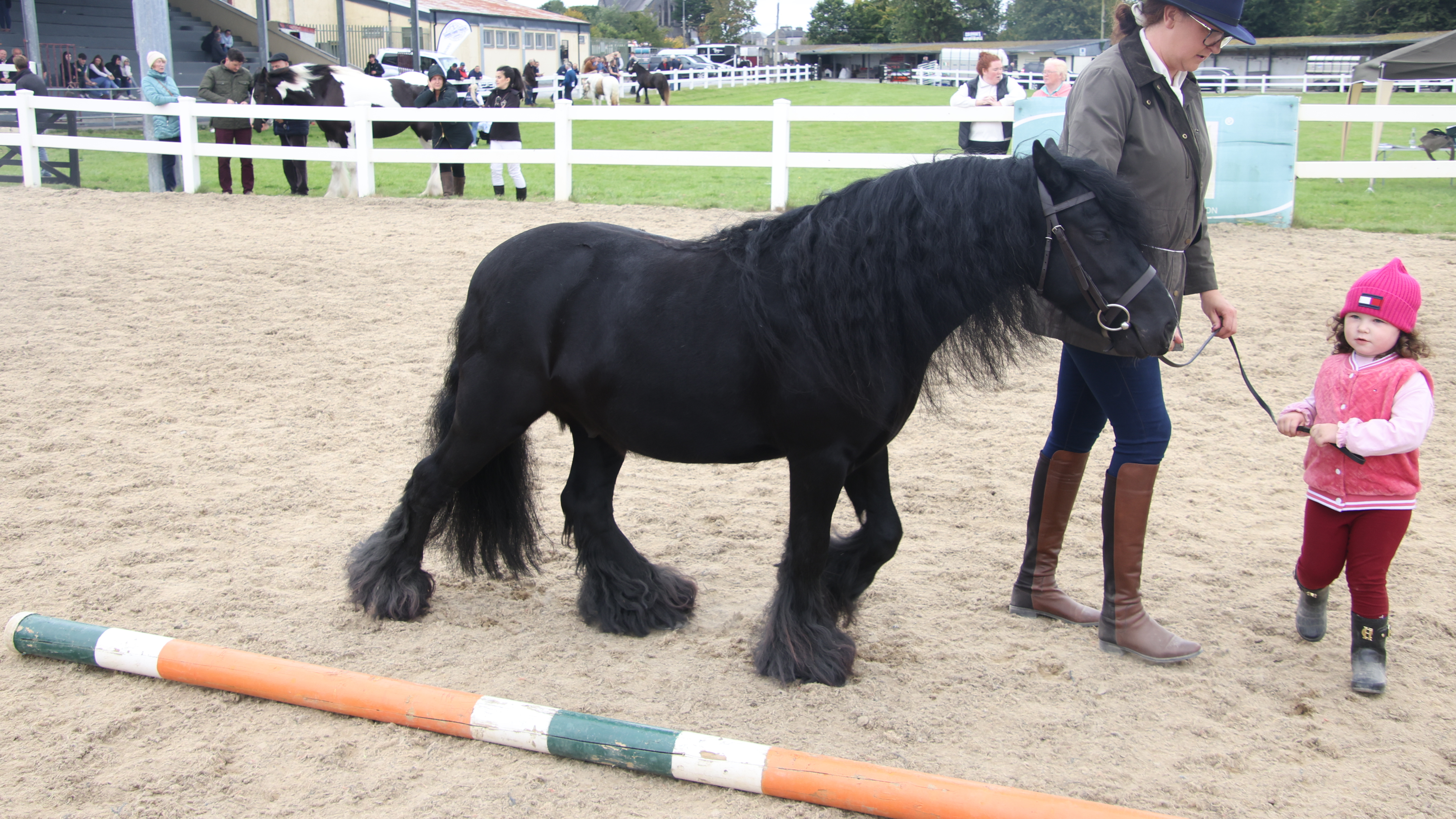 Kilmurray Pedro Pony - Media (Unknown)