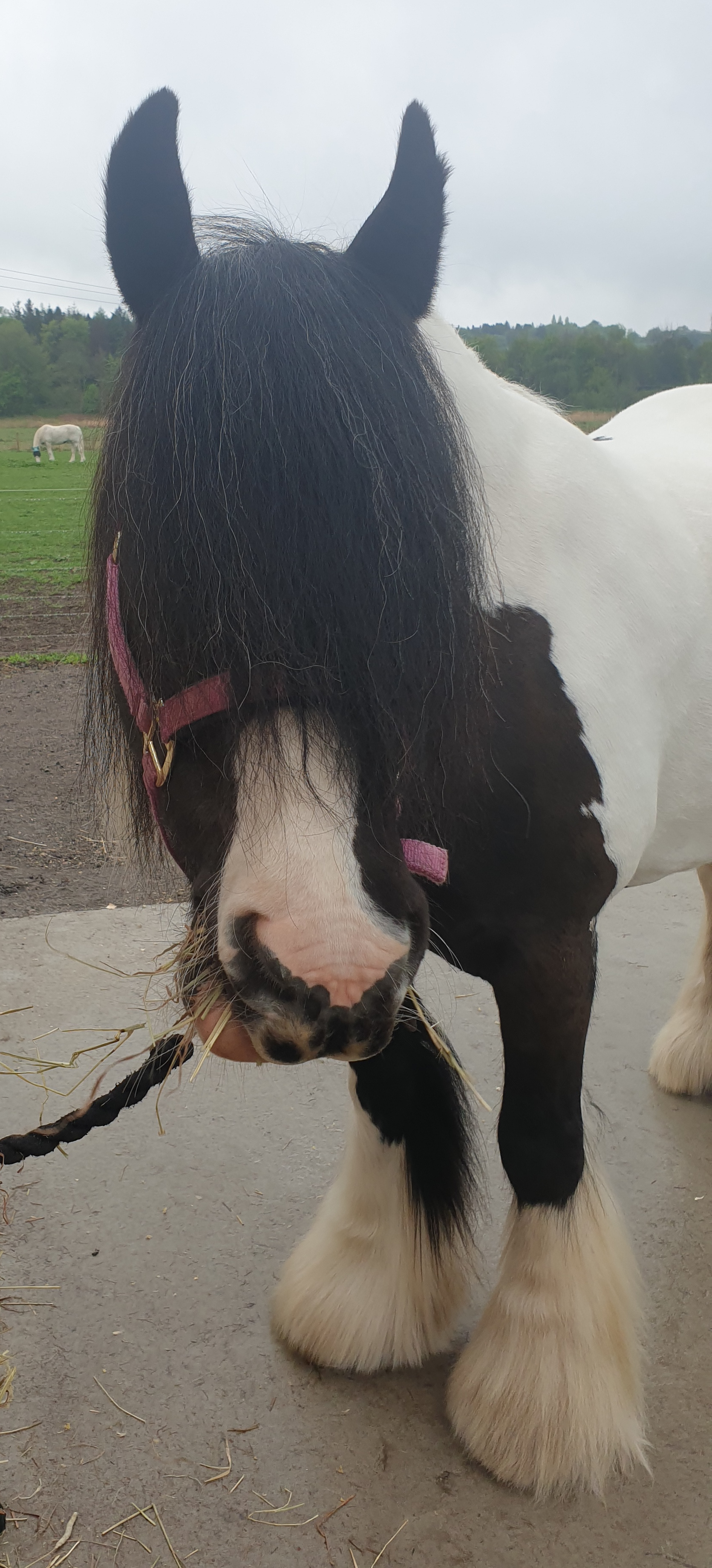 My Bonnie Lass - Media (Unknown)