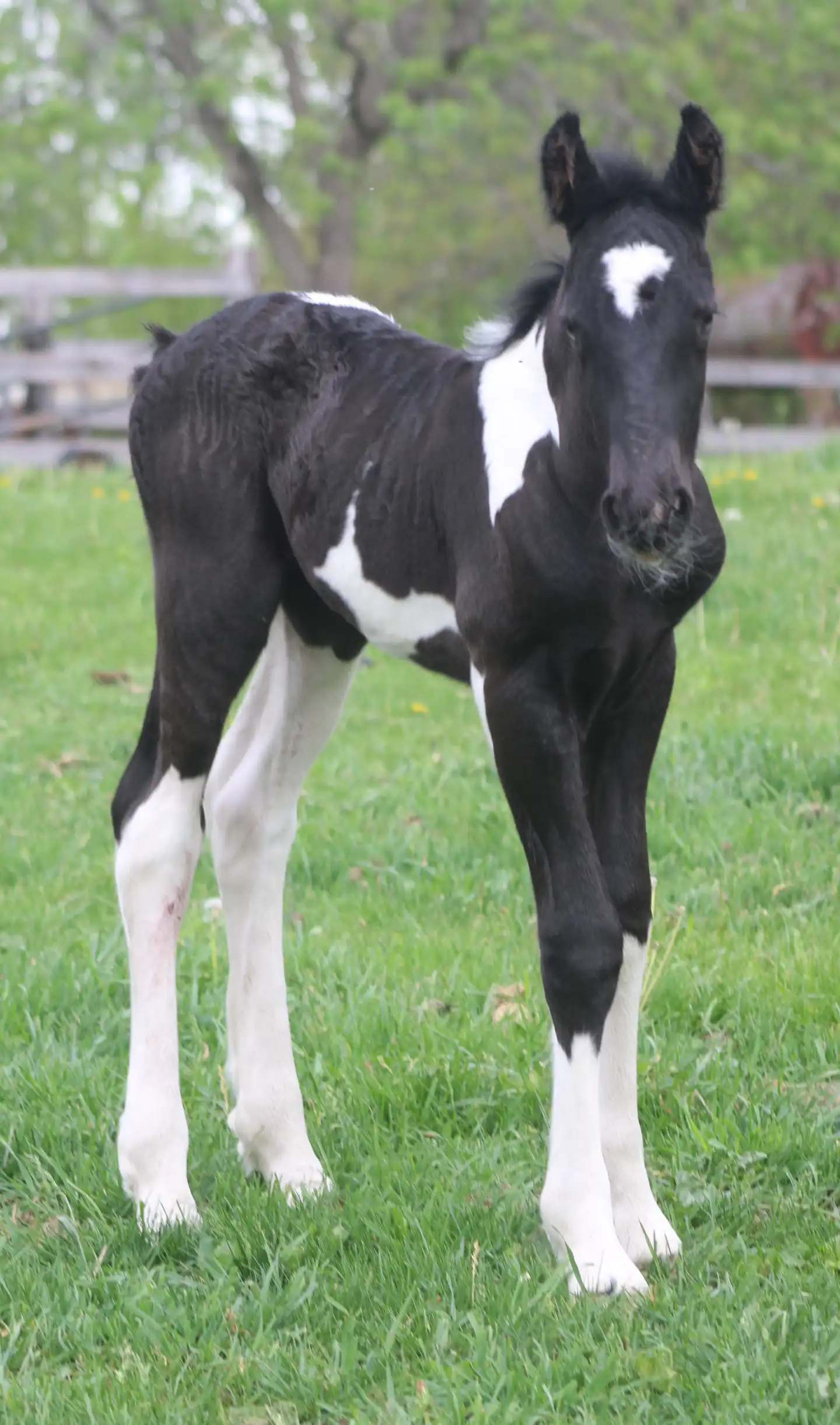 FVF Liam - Media (Unknown)