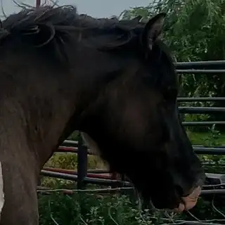 SAB Seven Days to Ragnarok - Media (Unknown)