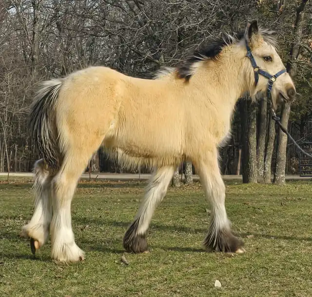 RsF  Indian Outlaw - Media (Unknown)