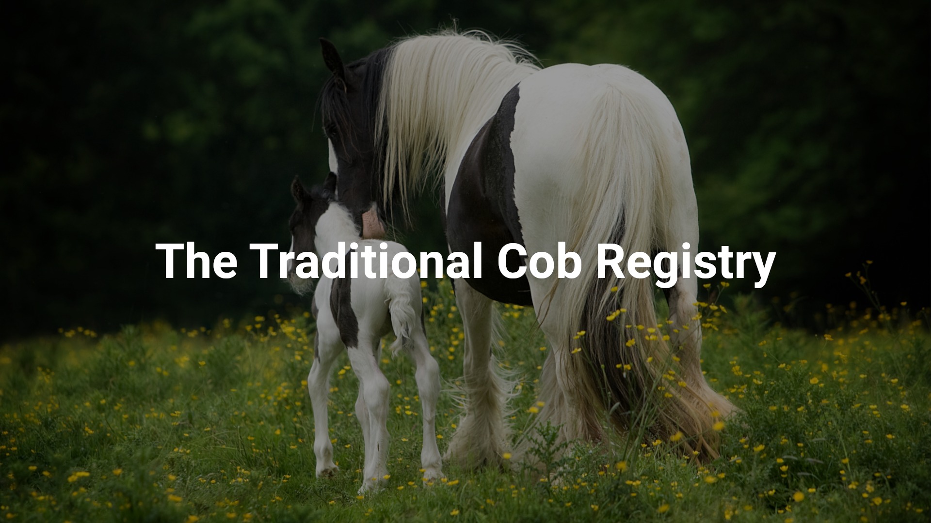 The Traditional Cob Registry - Media (1045)