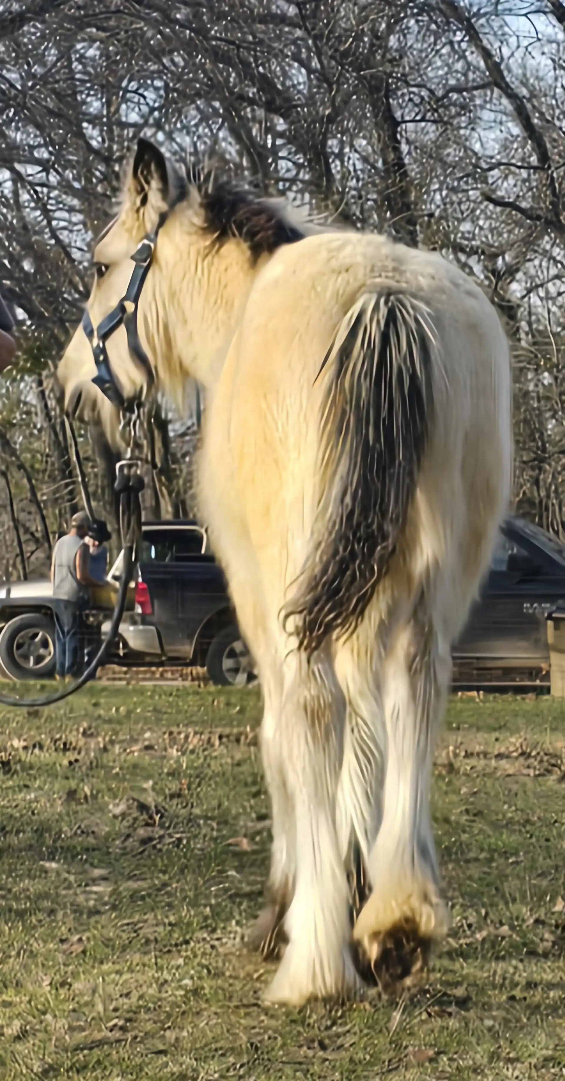 RsF  Indian Outlaw - Media (Unknown)