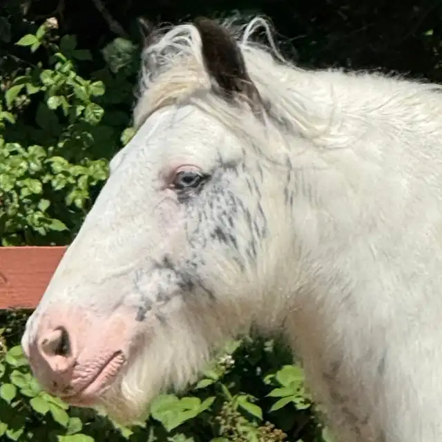 SD Absolute - Media (Unknown)