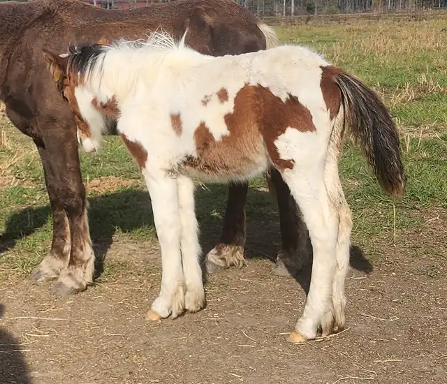 G.S. Sky's Coral - Media (Unknown)