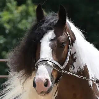 Fire Away - Media (Unknown)