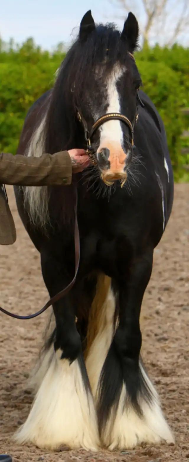 Highfield Tootie - Media (Unknown)