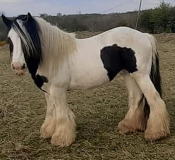 Logger - Media (Unknown)