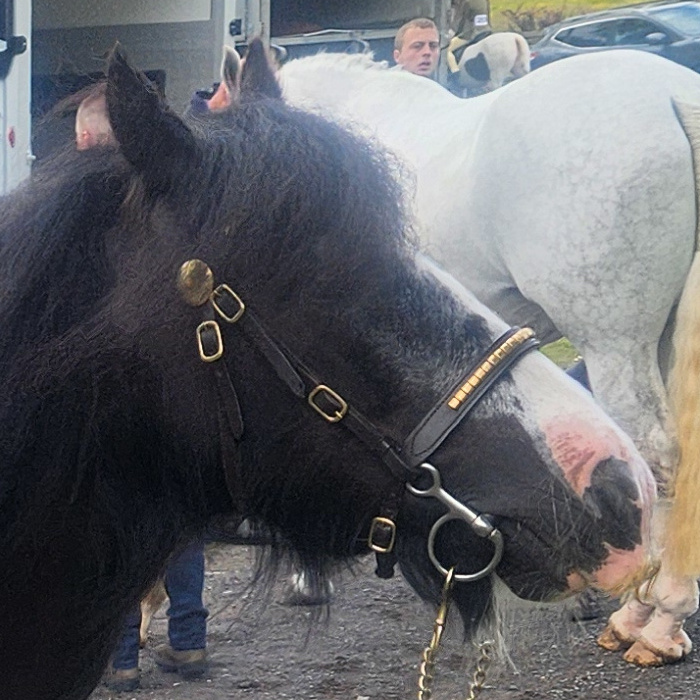 Highfield Tootie - Media (Unknown)