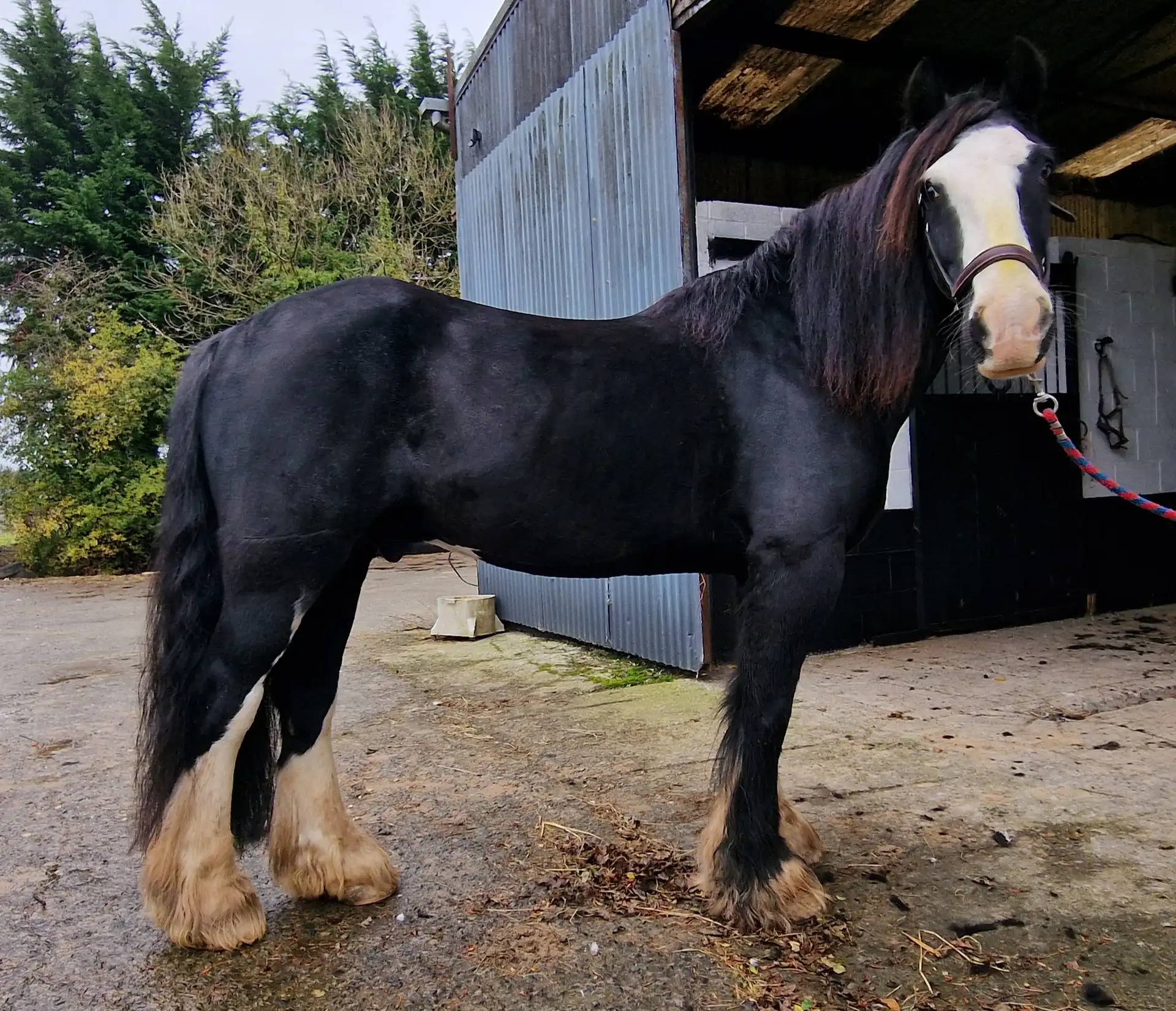 Dunsink Prince - Media (Unknown)