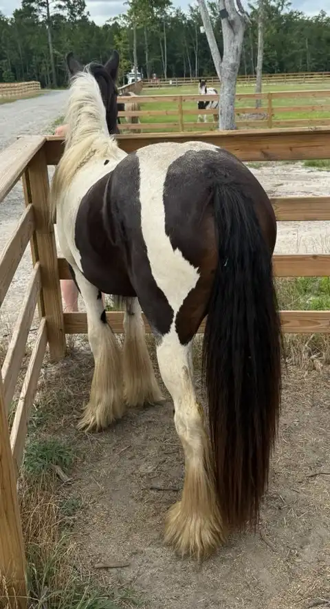 SMG  Whimseys Glorious Summer - Media (Unknown)