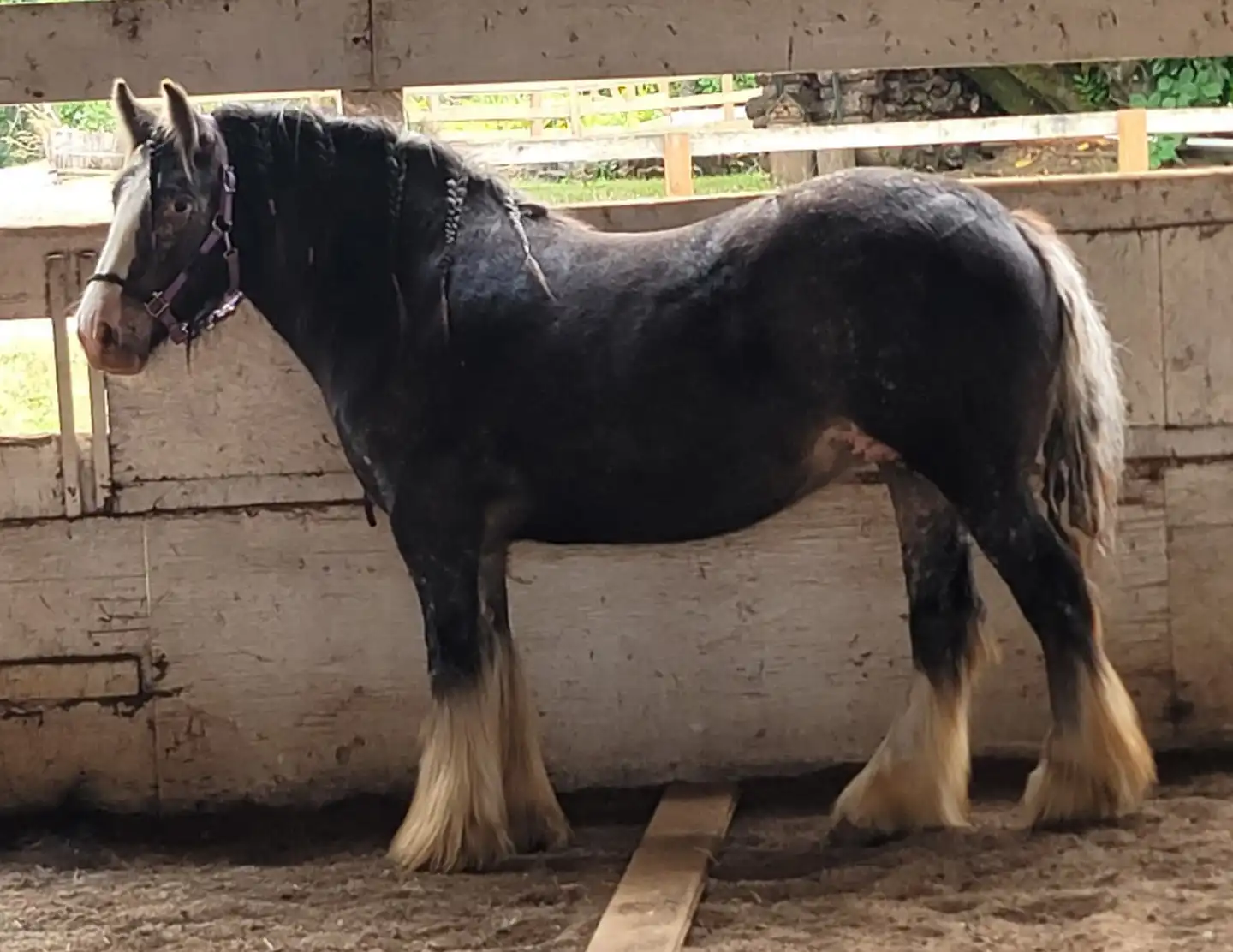 SSR Ladys Mirror Image - Media (Unknown)