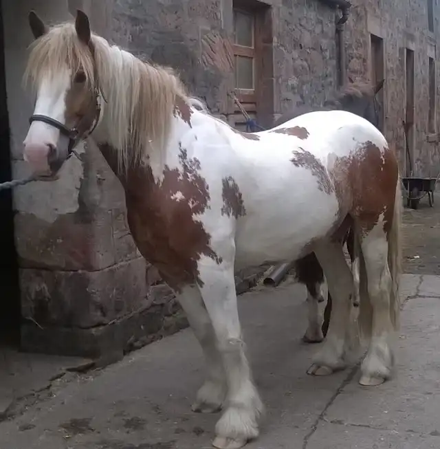 Shannonvalley Duke - Media (Unknown)