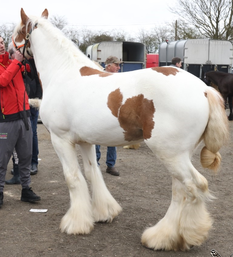 Frank the Tank - Media (Unknown)