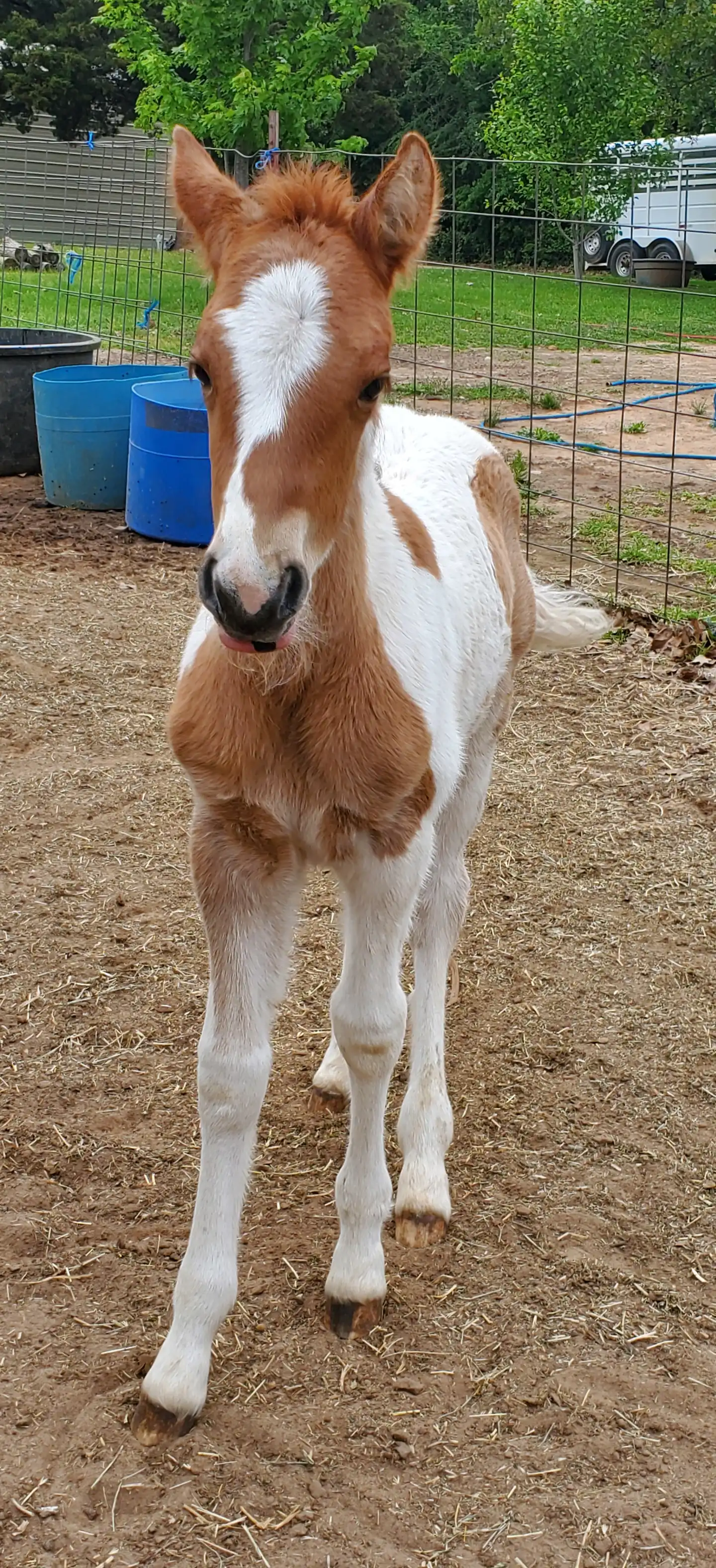 RsF Versaces Got Bubbles - Media (Unknown)