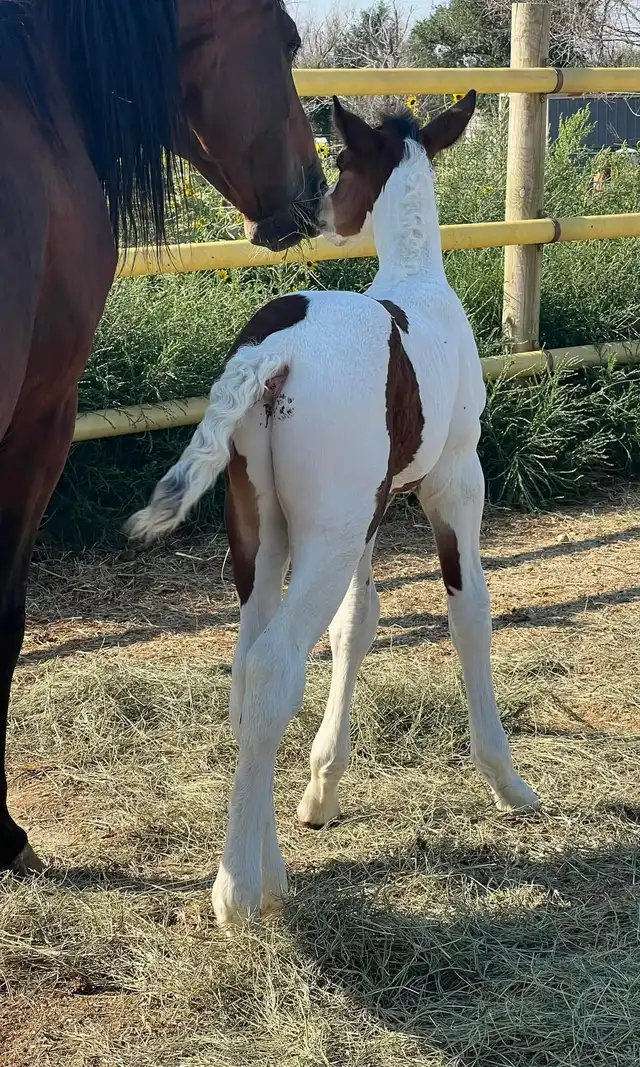 Blackshires Killian - Media (Unknown)