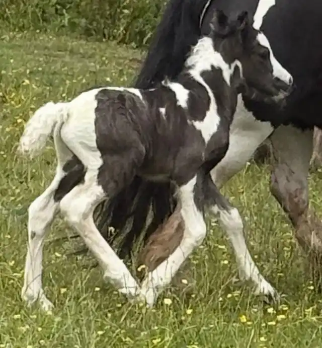 Gawbridge Casually Cool - Media (Unknown)