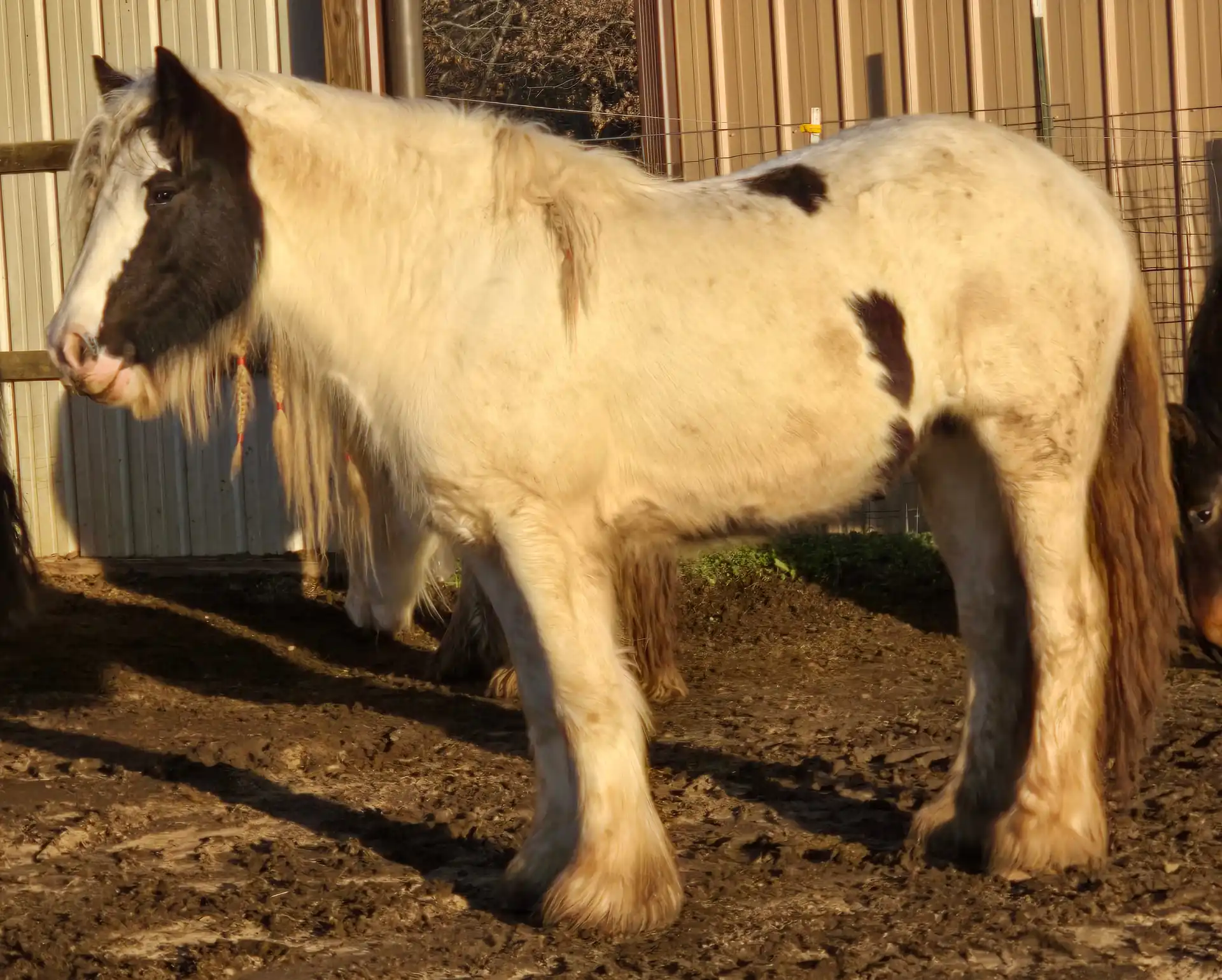 TR Forbidden Fruit - Media (Unknown)