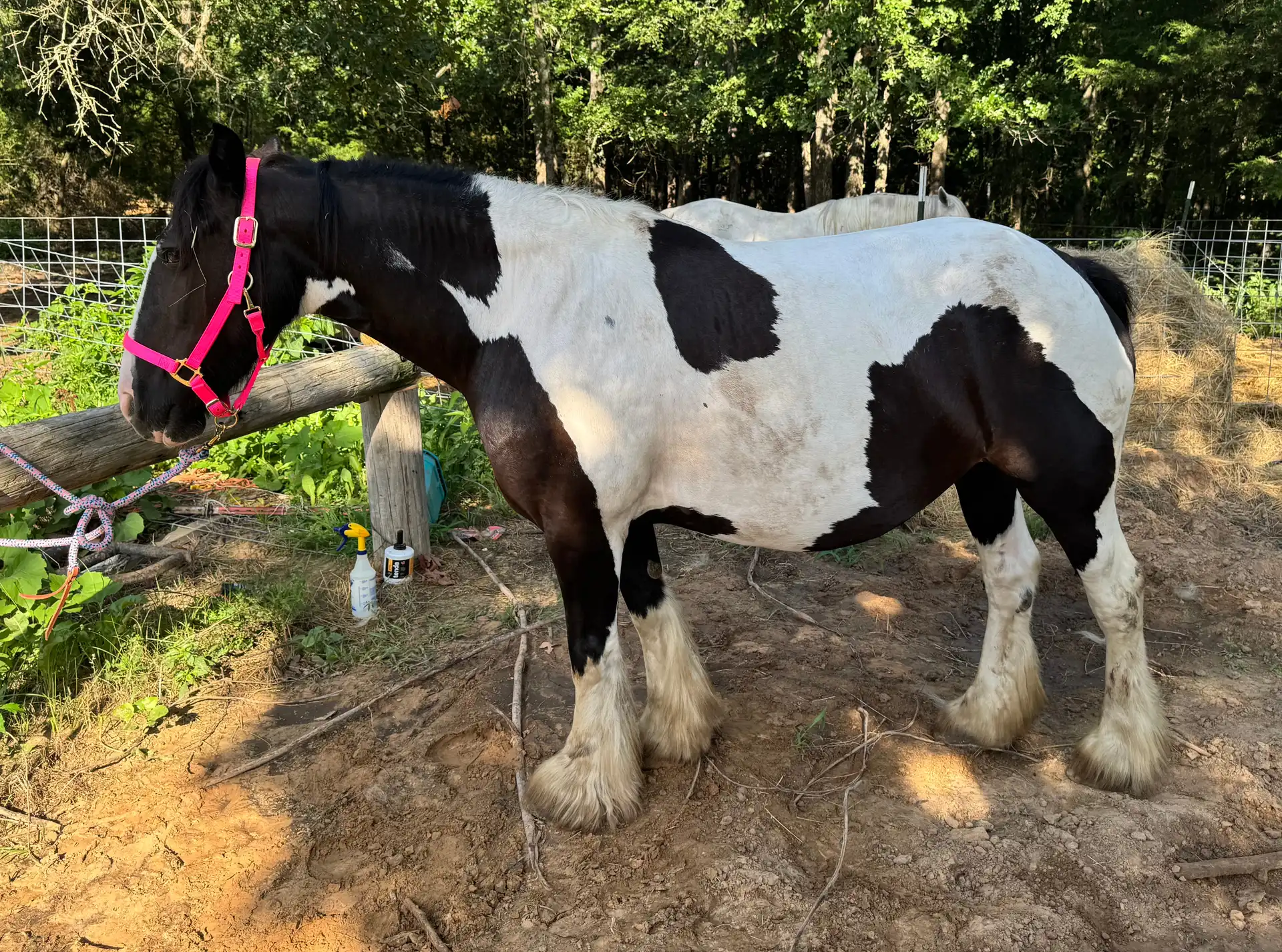 BR Tilly Tequila - Media (Unknown)