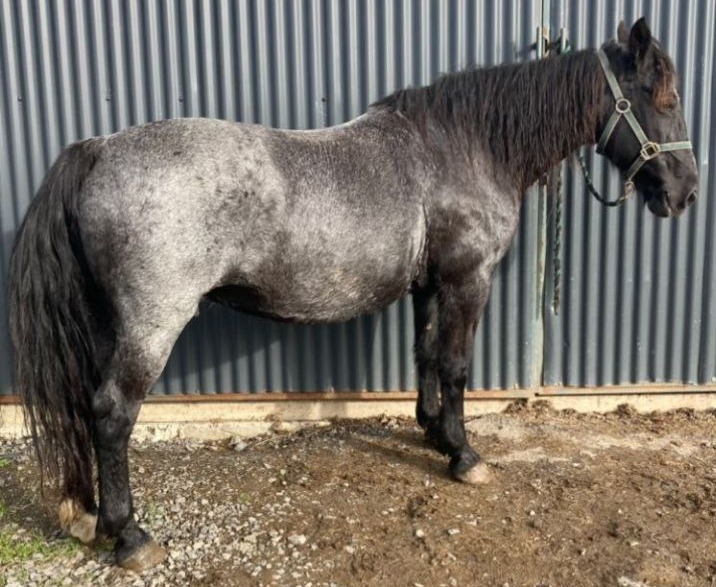 Lady Gray - Media (Unknown)