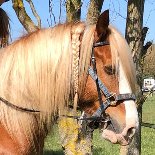 Shannonvalley Red Rover - Media (Unknown)