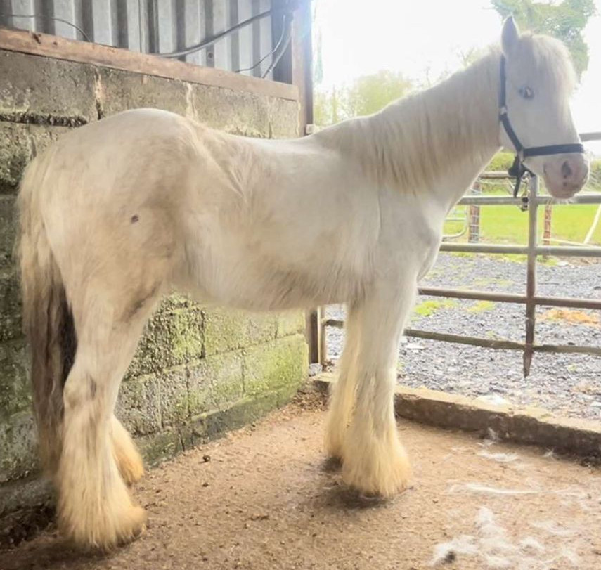 Murray - Media (Unknown)