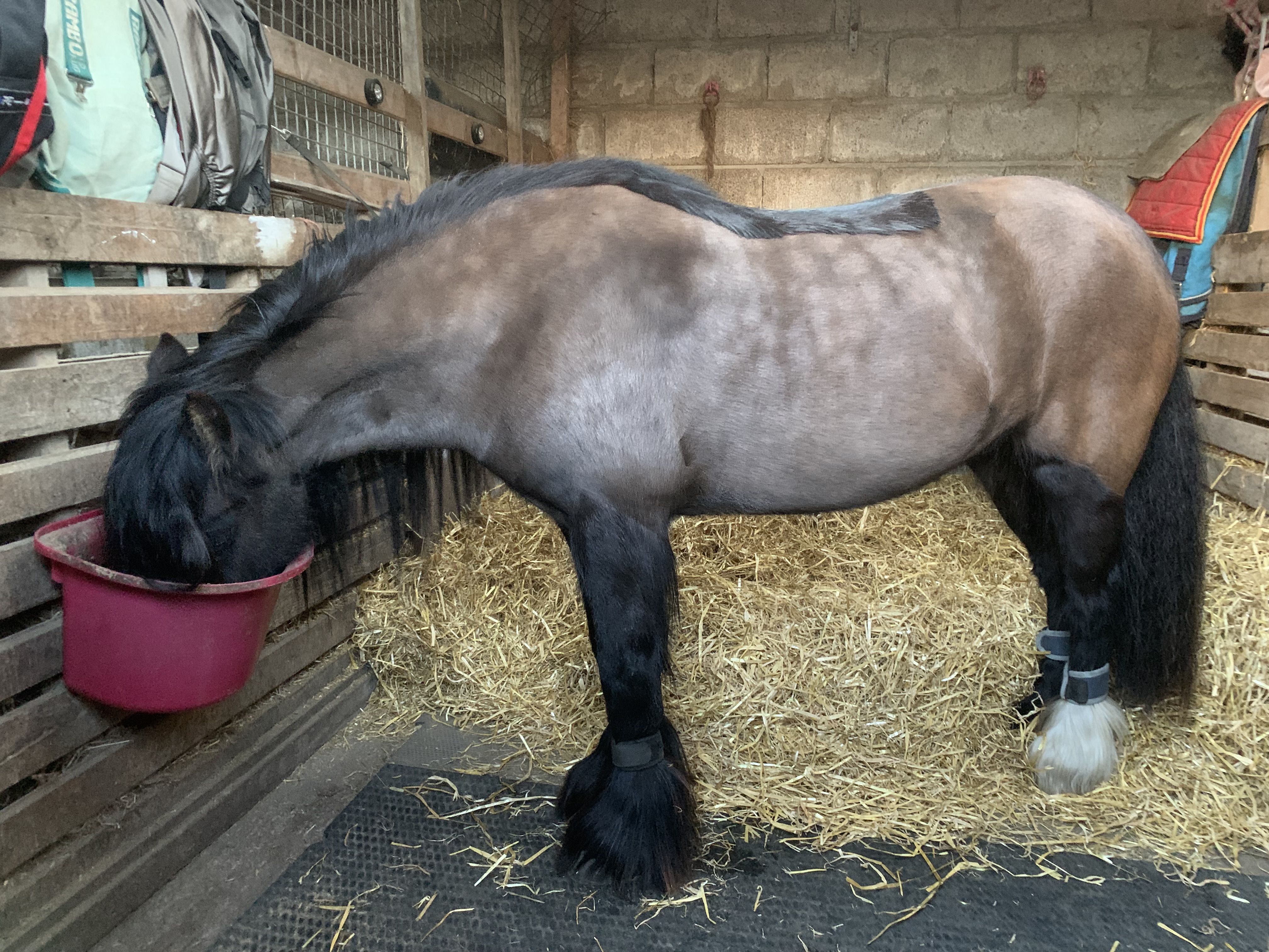 Clover - Media (Unknown)