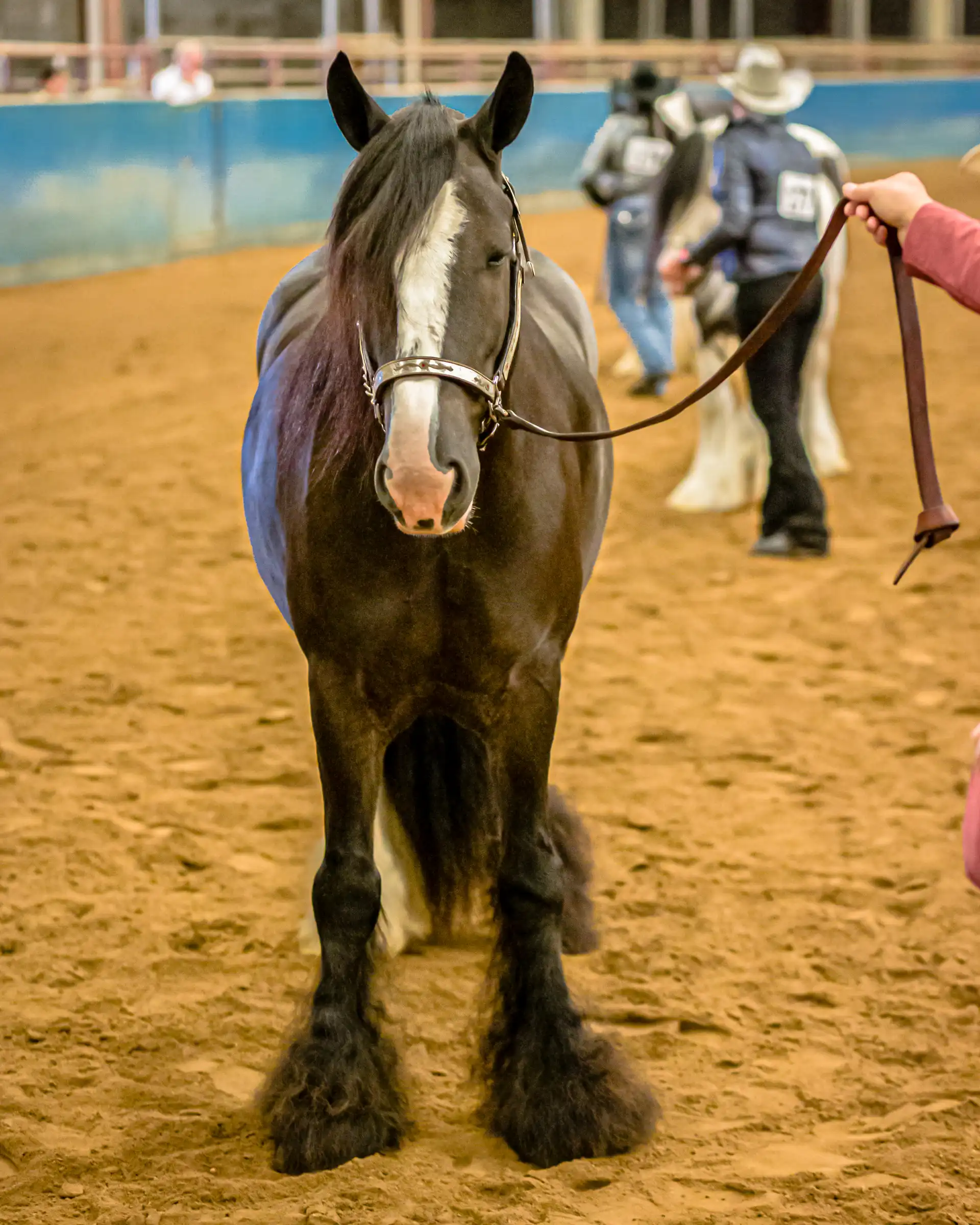 WHR Tiny Dancer - Media (Unknown)