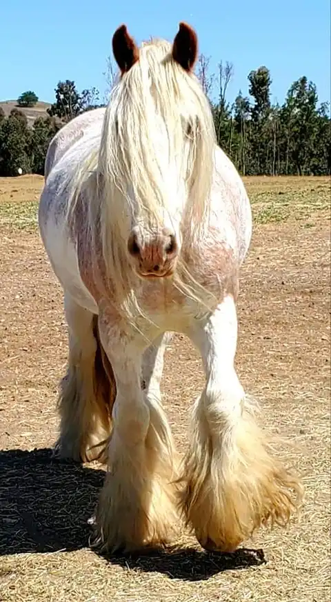 SD Pink Champaign - Media (Unknown)