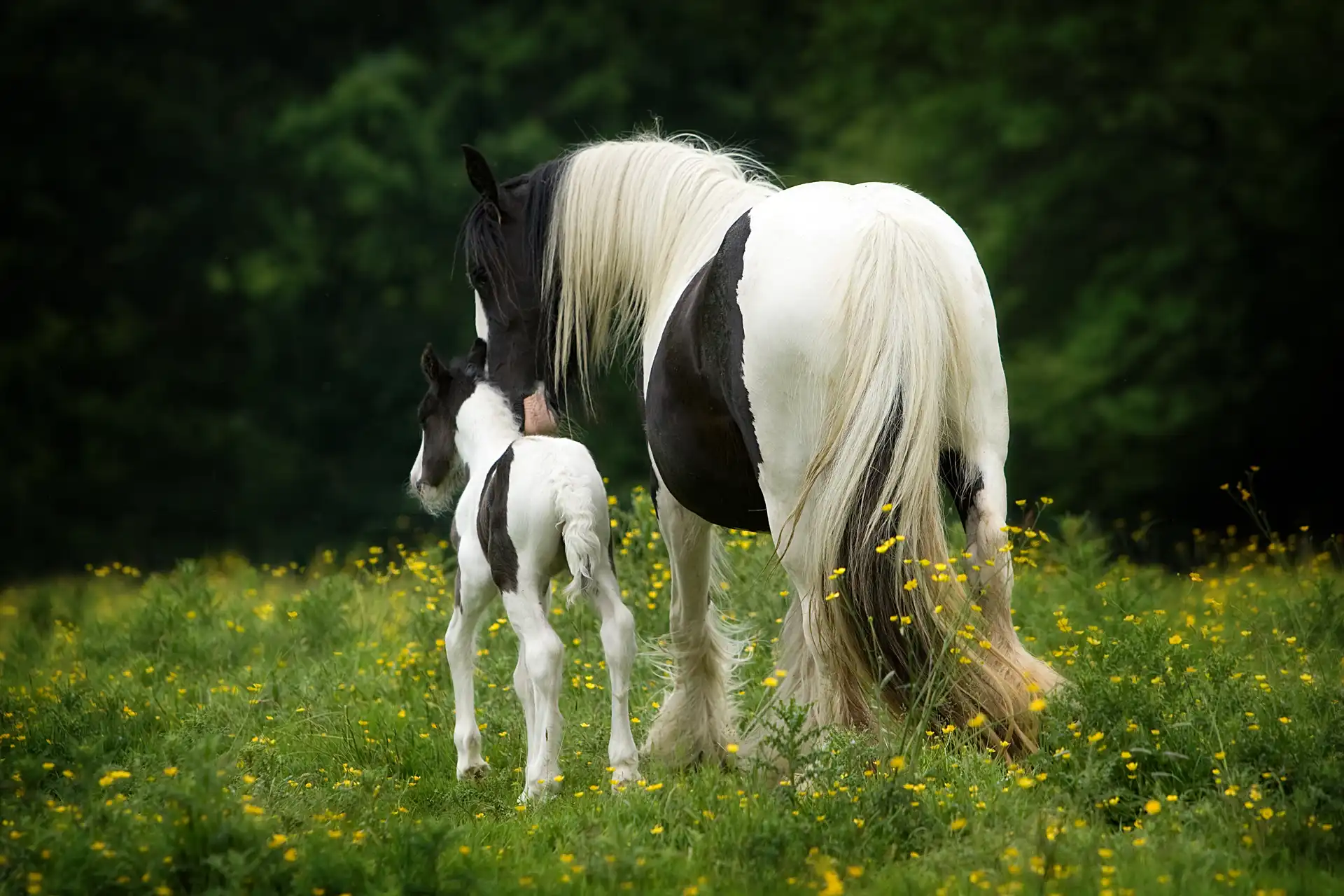 Traditional Irish Cob