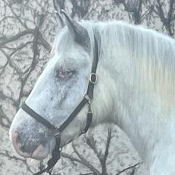 Ringo Star II - Media (Unknown)