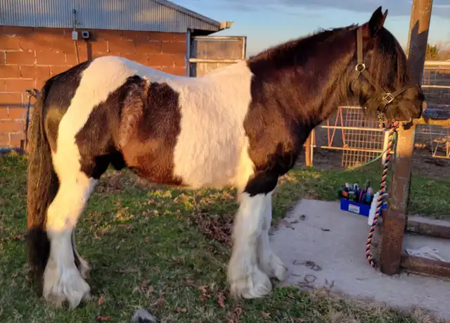 Ford Maverick - Media (Unknown)